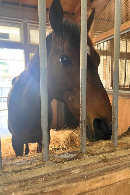 【お花見から始まり、ついに乗馬デビューしてきた4月】スタッフブログを更新しました！
