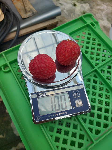 【ライチ狩りに行ってきました】スタッフブログを更新しました！