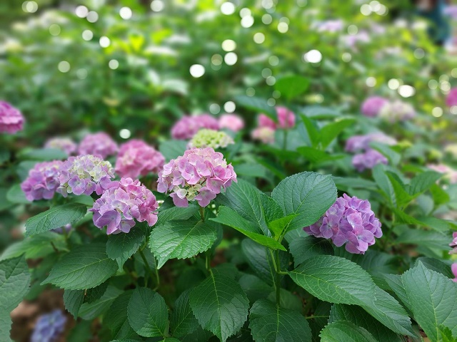 【あじさいの季節】スタッフブログを更新しました！