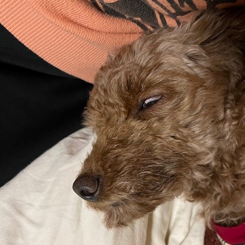 【愛犬1カ月目】スタッフブログを更新しました!