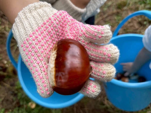 【北九州からドライブ！秋の味覚・栗拾いへ】スタッフブログを更新しました！